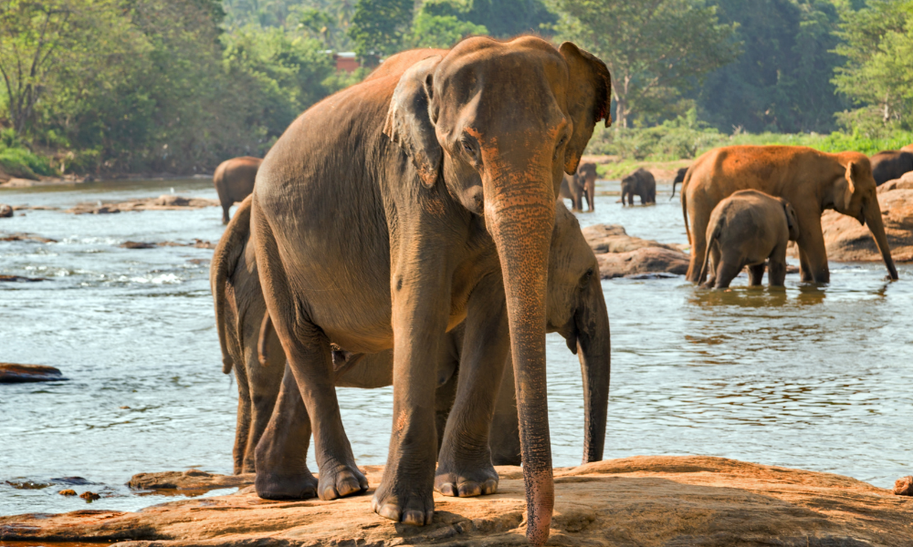 Visita el orfanato de elefantes de Pinnawela en Sri Lanka