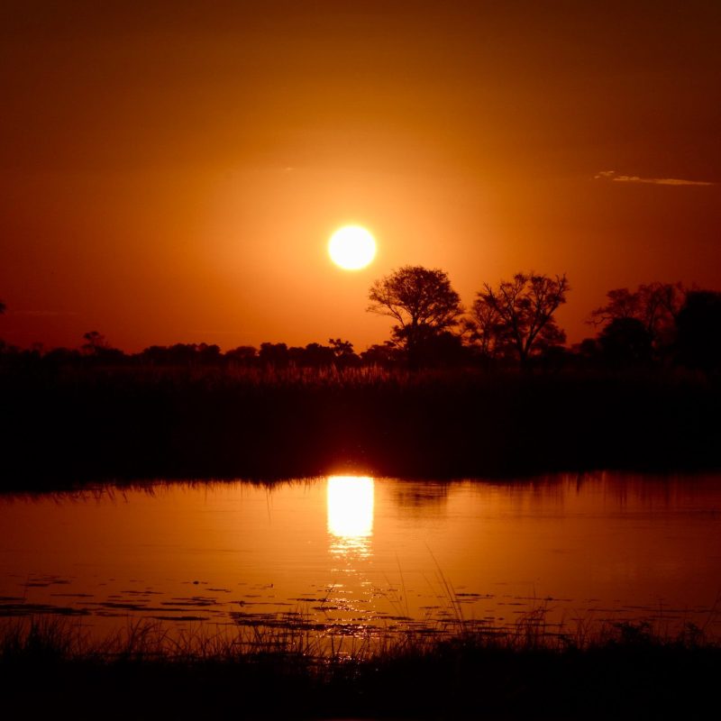 Bostwana_Honimunn_Top